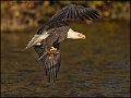 _1SB8477 bald eagle with fish